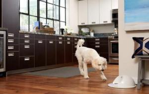 这款伴侣机器人能够照看狗 还可以与狗玩游戏