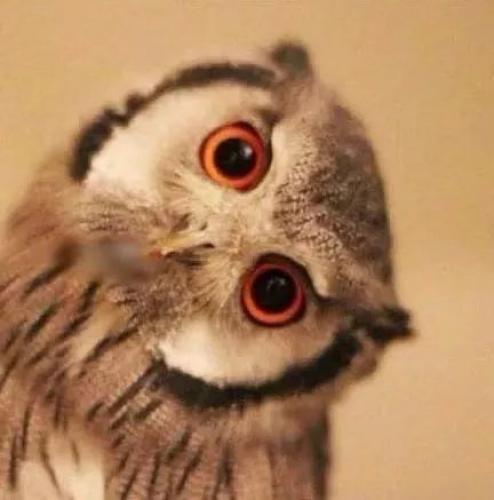 开启工博会发现之旅，为 KUKA 疯狂打call