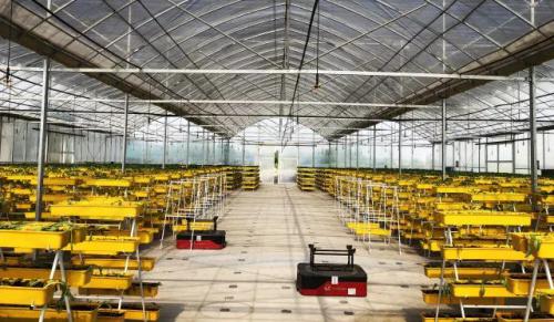 大开眼界！AGV“网红“款还能这么玩！ 我国首个大棚培植蔬菜顶升式AGV自动化搬运项目正式落地运行