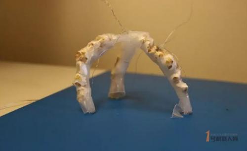 爆米花也能驱动机器人？