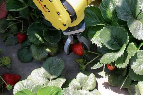 农场里将有采摘机器人，一台机器能完成30人的工作