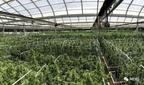 惊讶！激光雷达在大麻种植领域的高需求 