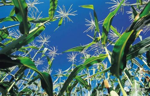 用AI与植物交流 这个“智慧农场”不一般