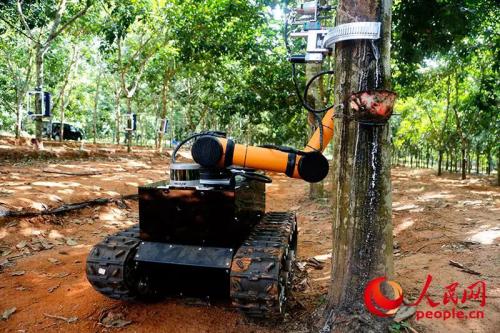 【应用】在海南，AGV+协作机器人可以去割胶了！