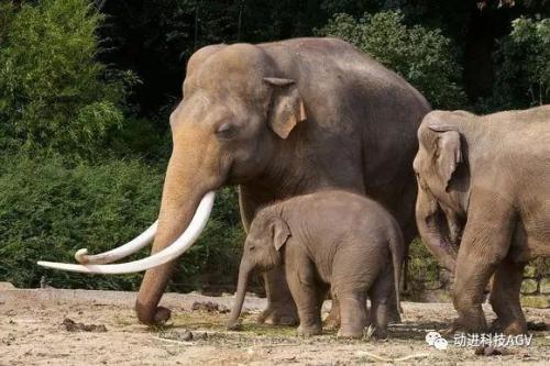 动进重载AGV(10吨)：以前汉子驼，现在驼汉子