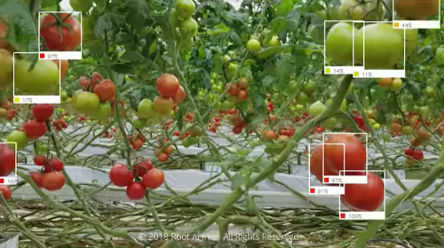 能感知果实成熟的Virgo 1机器人