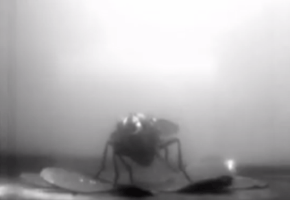 科学家研发出磁驱动高速软体机器人：会行走、悬浮、捉苍蝇