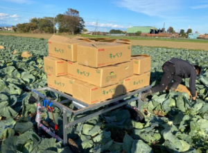 日本ATTRAC 公司开发卷心菜搬运机器人