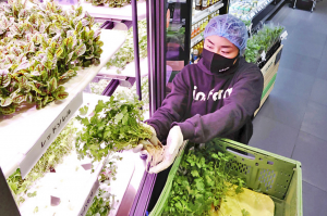 自动化、人工智能让蔬菜工厂在日本发展