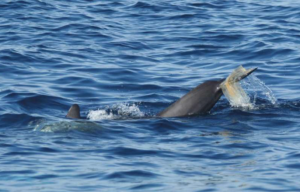机器人和气泡如何能很快帮助清理水下垃圾