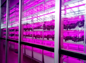 中农绿源 植物工厂