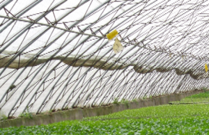 钧湃科技  全钢架无立柱日光温室