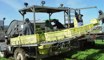 菠菜/春季混合机械收割机