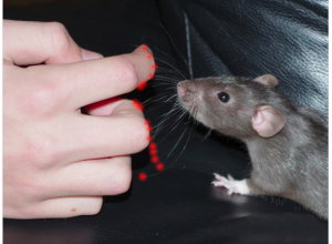 触摸感应：移动机器人导航的重要工具