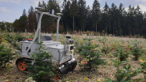 机器人接管圣诞树栽培和护理