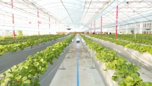 神奇！机器人“种”草莓