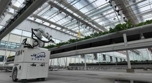 邹城市中心店镇草莓大棚里，机器人采摘工“上岗”了