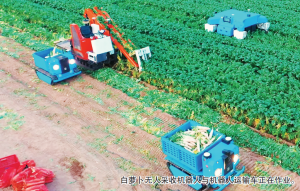 烟台萝卜采收用上机器人