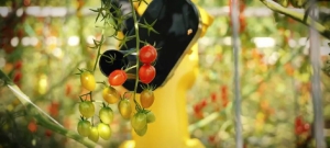 发那科机器人+AI：采收番茄实现50%人力节省